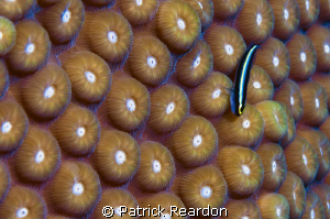 Sharknosed goby on coral. by Patrick Reardon 